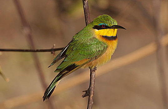 食蜂鸟,姿势,枝头,博茨瓦纳,非洲