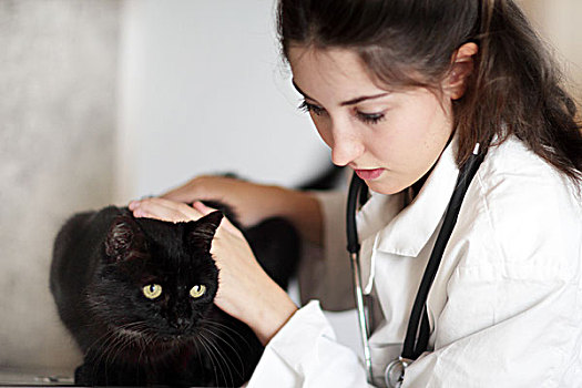 兽医,检查,黑猫