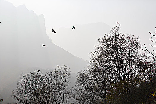 乌鸦,树林,山脉,飞翔