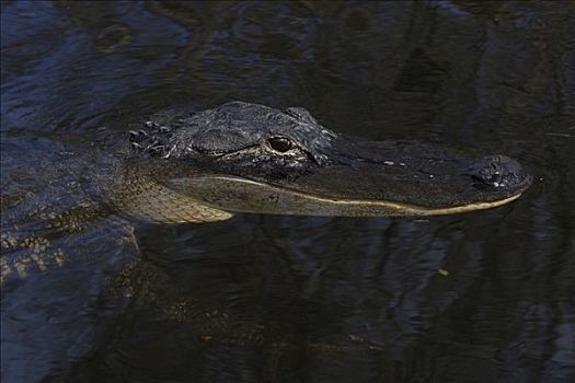 鳄鱼,大沼泽地国家公园,佛罗里达,美国