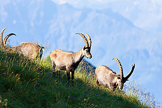雄性,野山羊,山脊,伯尔尼阿尔卑斯山,瑞士