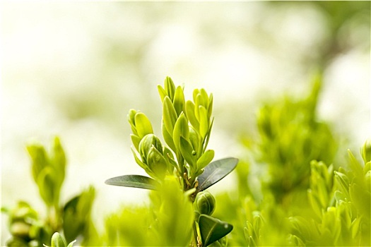 绿色植物,春天,背景