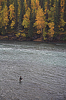 钓鱼,秋色,河,不列颠哥伦比亚省