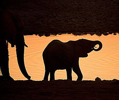 非洲,纳米比亚,埃托沙国家公园,剪影,小象,日落,画廊