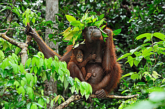 猩猩,黑猩猩,拿着,叶子,上方,头部,防护,雨,露营,檀中埠廷国立公园,婆罗洲,印度尼西亚