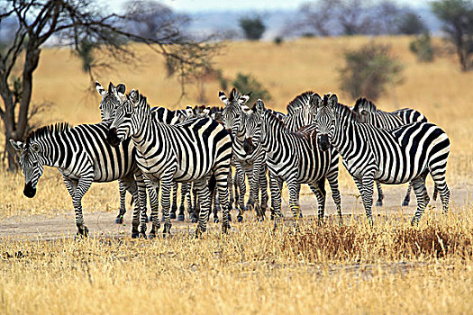 斑马,塔兰吉雷国家公园,坦桑尼亚