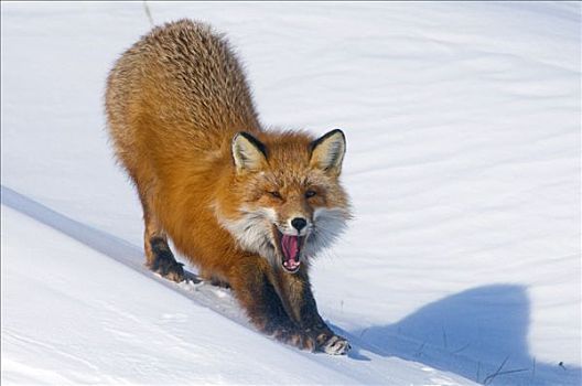 红狐,太阳,雪盖,苔原,冬天,北极圈,海岸,阿拉斯加
