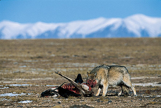 可可西里正在吃藏羚羊的狼