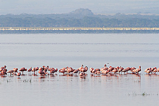 火烈鸟,纳库鲁湖,肯尼亚,非洲