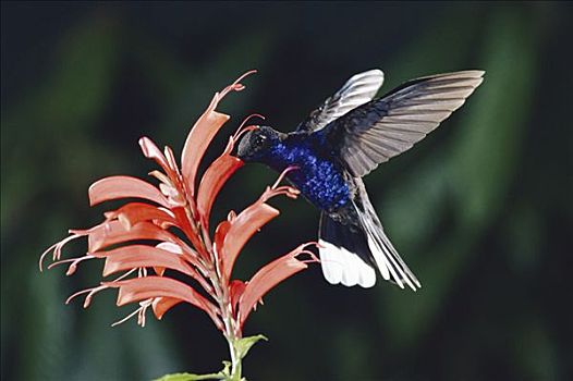 紫罗兰,蜂鸟,授粉,花,雾林,哥斯达黎加