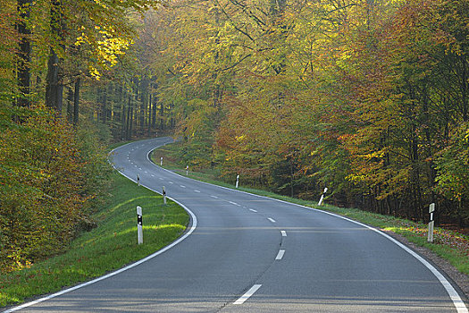 道路,山毛榉,树林,施佩萨特,巴伐利亚,德国