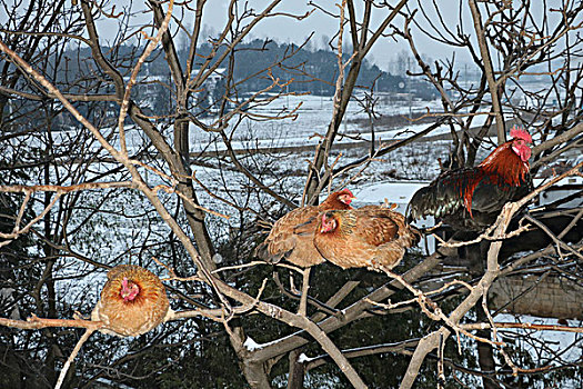 雪中的鸡,家禽,母鸡,公鸡,羽毛,动物,白色,红色,黑色
