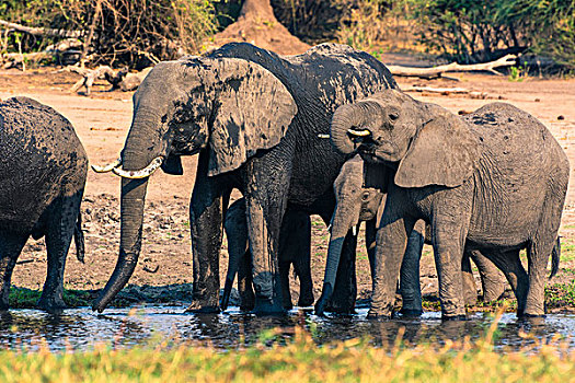 博茨瓦纳,乔贝国家公园,大象,非洲象,喝,乔贝,河