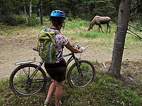 女性,山,骑自行车,自行车,靠近,母牛,幼兽,驼鹿,极北地区,公园,阿拉斯加,夏天