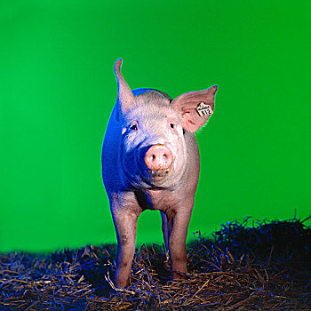 猪,鲜明,背景