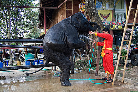 大象,泰国,一月,2007年
