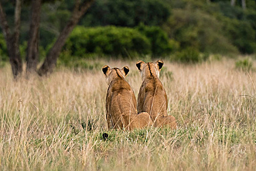 两个,雌狮,狮子,后视图,马赛马拉,肯尼亚,非洲