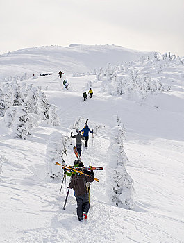 滑雪者,滑雪板玩家,远足,过去,遮盖,树,线条,小路,场外滑雪,滑雪区,阿拉斯加