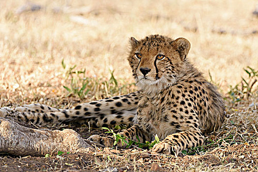 幼兽,印度豹,猎豹,卧,荫凉,马赛马拉国家保护区,肯尼亚,非洲