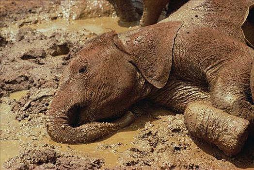 非洲象,孤儿,救助,泥,东察沃国家公园,肯尼亚