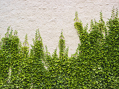 常春藤,茂密,植物,砖墙