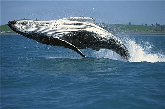 驼背鲸,大翅鲸属,鲸鱼,鲸跃,新西兰