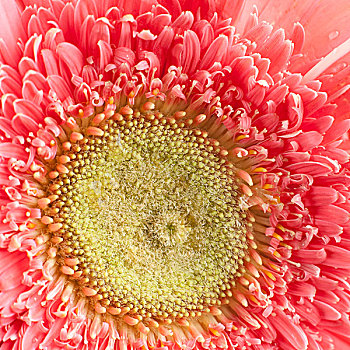 特写,粉色,雏菊