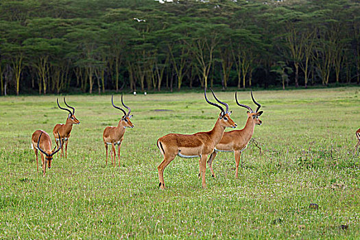 牧群,黑斑羚,纳库鲁湖国家公园,肯尼亚