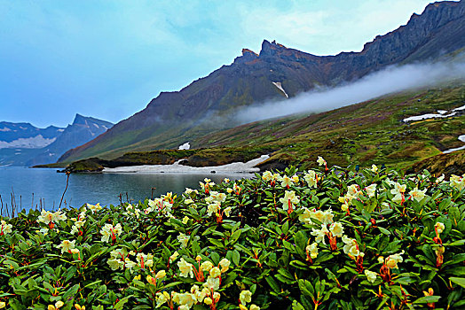 长白山天池高山花卉