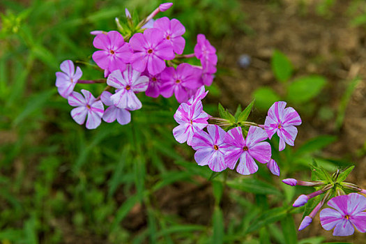 百花园