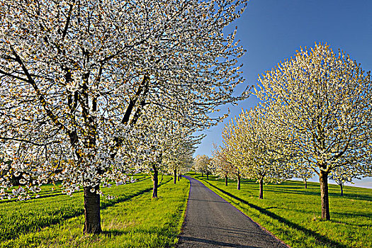 小路,樱桃树,弗兰克尼亚,巴伐利亚,德国