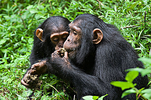 黑猩猩,类人猿,幼小,幼仔,非洲,葡萄,种子,西部,乌干达