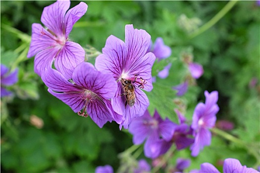 蜜蜂,花蜜,天竺葵