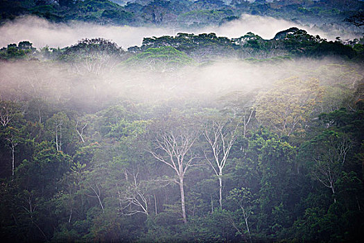低地,热带雨林,黎明,亚马逊河,秘鲁,南美
