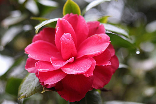 广西全州湘山寺,春风化雨润茶花