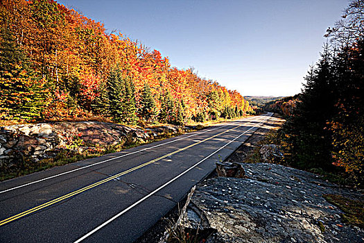 强势,糖,枫树,阿尔冈金省立公园,安大略省,公路,走廊,转,树林,活力,橙色,红色,秋天