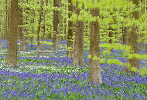 山毛榉,树林,野风信子,蓝铃花,二次曝光,春天,布鲁塞尔,比利时,欧洲