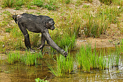 倭黑猩猩,成年,女性,叶子,边缘,水,俘获