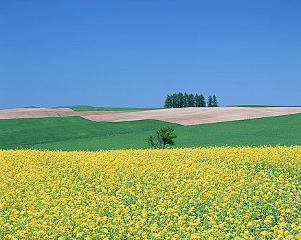 山,油菜花