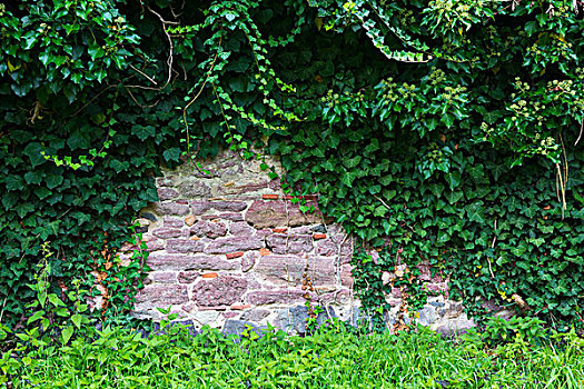 石墙,常春藤,黑森州,德国