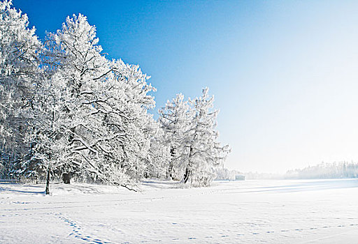 冬天,公园,雪中