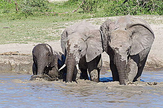 两个,老年女性,大象,幼兽,水,三个,看镜头,象鼻,吹泡泡,恩戈罗恩戈罗,保护区,坦桑尼亚