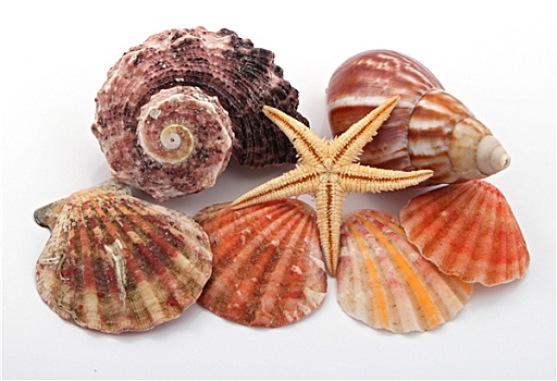 海星,海螺壳,上方,白色背景