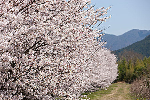 樱花,兵库,日本