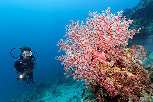 潜水,看,樱花,珊瑚,珊瑚礁,悬崖,巴拉望岛,湖,太平洋,菲律宾,亚洲