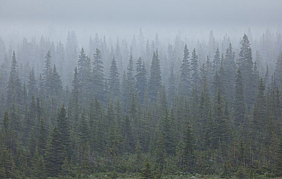 暴风雪,树林,碧玉国家公园,艾伯塔省,加拿大