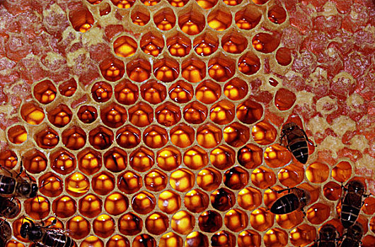 蜜蜂,意大利蜂,群,蜂巢,蜂蜜,存储,蜂窝