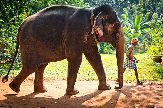 亚洲象,象属,工作,大象,驱象者,喀拉拉,印度,亚洲