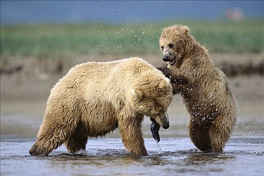 大灰熊,棕熊,2岁,母兽,玩,卡特麦国家公园,阿拉斯加