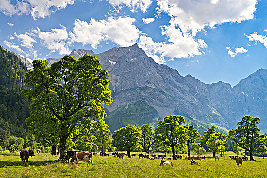 放牧,母牛,格罗塞尔,提洛尔,奥地利,欧洲